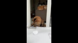 Siberian cats go viral after showing opposite reactions to first snowfall