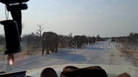 Unforgettable scene as herd of elephants pass just inches away from safari tour