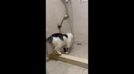 Domestic shorthair cat enjoys bath time in Jiangsu, China