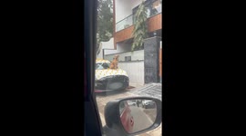 Fearless street dog perches on car in Agra, India