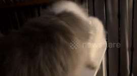 Playful cat scuffle on an elevated vanity in Zhejiang, China