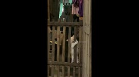 Kitten gets stuck climbing a door barrier in East Java, Indonesia