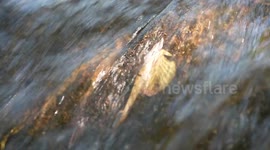 Chain reaction in the current, solo resistance of a leaf in a fast flowing stream, suddenly changes to tumble due to an unexpected event.