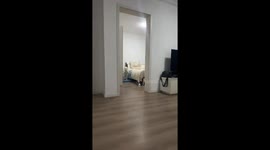 Samoyed attempts daring escape from cage in Shanghai, China