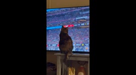 Cat “catches” football on TV during NFL game in Waco, USA