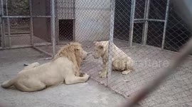 Lions rescued from Cambodian casino receive emergency care from Thai vets