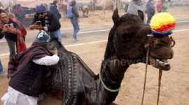 Bikaner Camel festival thrills tourists, showcasing Rajasthan’s Cultural Charm, unique Camel Performances