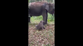 Sleepy baby elephant takes a nap beside his mother