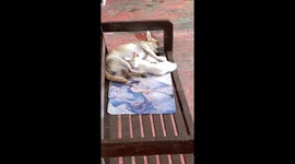 Mother dog breastfeeds to stray kitten adopted as her child