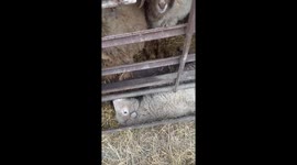 Tender rescue of a struggling lamb in Stavropol Krai, Russia