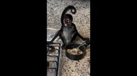 Baby monkey calmly eats pasta with a fork in Mexico