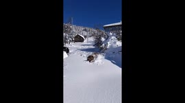 Cows struggle through deep snow in Azdavay, Kastamonu, Turkey