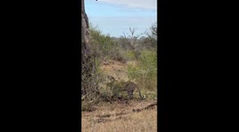 Leopard Mastery in Motion: A MalaMala Morning High in the Trees