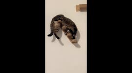 Cat freezes in bizarre sideways position on wall-mounted stairs