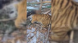 Siberian tiger captured in Russia after causing local unease