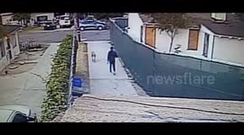 Vicious Attack: Neighbor's Dogs Maul 15-Year-Old Bandit During Evening Walk