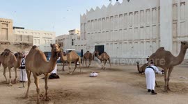 Camel parade in Doha bridges tradition and modern life