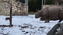 Fearless tiny deer challenges massive rhino at Polish zoo