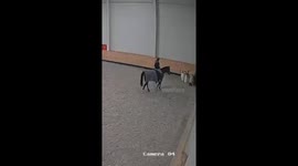 Rider takes tumble after horse spooks during dismount in viral clip