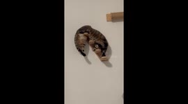 Cat freezes in bizarre sideways position on wall-mounted stairs