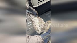 US: Struggling Great Horned Owl Rescued In Durango Neighborhood