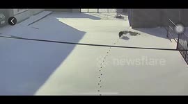 雪地里猫咪的 “强迫症”   每一步都要踩准自己留下的脚印