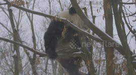 Austria: Pandas Frolic In Snow At Vienna Zoo