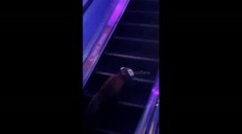 Red panda in China tries to escape on escalator but fails