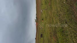 Brazil: Puppy runs from cow