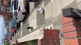 UK: Cat follows a seagull closely