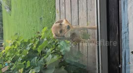 US: A puppy brings home a sandwich