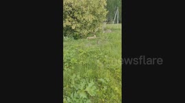 Russia: The roe deer behaves abnormally for unknown reasons