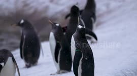 UNCAPTIONED: Just like home! Edinburgh Zoo's penguins play in UK snow