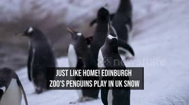 Just like home! Edinburgh Zoo's penguins play in UK snow