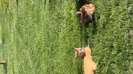 US: A cat and rescued 3 day old fawn laying in the yard