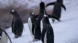 Just like home! Edinburgh Zoo's penguins play in UK snow