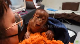Adorable baby orangutan born via rare c-section at zoo