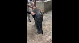 Excited baby elephant plays with mother and aunty