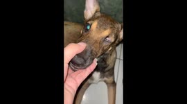 Mother sparks laughter with her eye closed the same way the pet dog