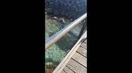 Stingray surfaces in shallow waters as children play in Point Turton, Australia