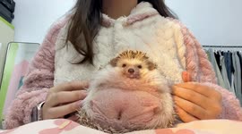 Startled hedgehog curls up in owner’s lap in Guangdong, China