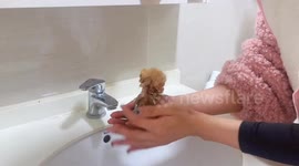 Tiny wet kitten gets a sink bath in Sichuan, China