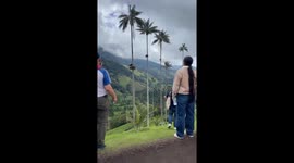 Andean condor displays huge wingspan as it departs nest in Colombian reserve