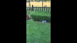 Schnauzer quality controller watches wildlife in Bloemfontein, South Africa.