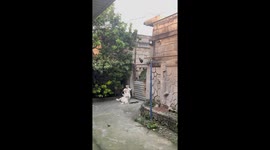 Three curious dogs mesmerized by a chicken in Solana, Cagayan, Philippines