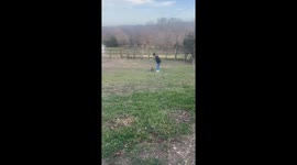 Fainting goat reacts to sudden approach in Saint Charles, Iowa, USA