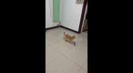 Cat puts on a playful performance with a new toy in Beijing, China