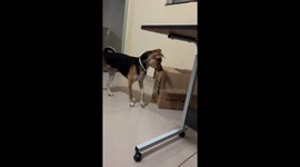 Cat surprises dog during playful moment in Belo Horizonte, Brazil