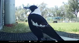 Magpie Perfectly Imitates Horse