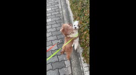 Small Dogs, Big Drama